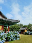 사랑에 진심인 당신 수국 만발한 제주 혼인지로 가라 [최현태 기자의 여행홀릭]
