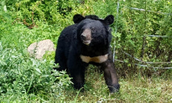 용인에서 탈출 반달가슴곰 2마리 중 1마리 사살