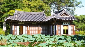 연꽃 활짝 피어나는 강릉 고택·호수 여행 [최현태 기자의 여행홀릭]