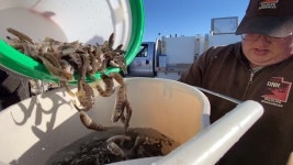 하늘에서 물고기가 비처럼 내려와...美 유타주, 비행기로 물고기 방생 [영상]