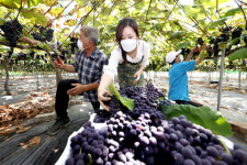 ‘사현포도’ 수확 한창