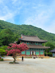 송백정 자홍 배롱나무 꽃 화려하고 농염한 유혹에 빠지다 [최현태 기자의 여행홀릭]
