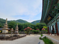 송백정 자홍 배롱나무 꽃 화려하고 농염한 유혹에 빠지다 [최현태 기자의 여행홀릭]