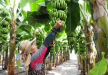 기후 온난화 현상 전남, 아열대 작물 최적지 급부상