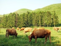 농협, 저능력 경산우 비육지원사업 추진