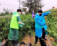 농협중앙회 준법지원부, 자매결연마을 수확기 일손돕기