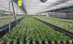 농가 수익 올리고 수출품목 다변화… “제2 샤인머스켓 찾아라” [농어촌이 미래다 - 그린라이프]