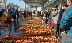 영덕대게의 계절 돌아왔다… 강구수협 첫 위판 1.6t에 1억 2000만원