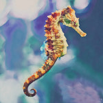 [우리땅,우리생물] 수컷이 출산하는 신비로운, 해마