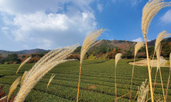 산세 빼어난 전남 강진 여행… 가우도 낙조, 강진만의 아침 풍경 [여행+]