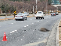 포항서 90kg달하는 멧돼지 대로변 질주하다 달리던 택시와 충돌 즉사