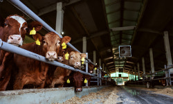 캐나다서 6년 만에 광우병 발생… 정부, 수입 전면 중단