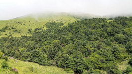 한라산 구상나무 4년간 1만3000그루 고사