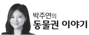 [박주연의동물권이야기] ‘동물권’을 생각해야 하는 이유