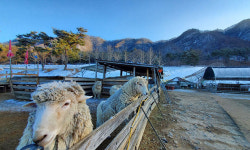 쇄빙선 타고 가는 겨울 남이섬 [여행+]