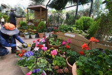 봄맞이 분주한 식물원