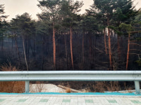 22년여 만에 산불 위협… 울진 금강송 군락지 화재 저지 사투