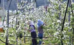 “식목의 계절이 성큼”…장수 계남면에 ‘나무시장’ 개장, 한 달간 운영