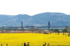 대구 북구 금호강 하중도 새 이름 ‘금호꽃섬 선정