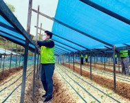 서울농협, 영농철 인삼농가 일손돕기 나서