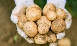 청년농부 꿈 무럭무럭… 농활의 부활 [S스토리]