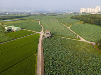 대구 안심창조밸리 연꽃단지, 여름철 대표 관광지로 거듭난다