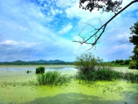 날것의 생명력 가득한 창녕 우포늪의 여름 [최현태 기자의 여행홀릭]