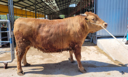 경북서 몸무게 1.1t ‘슈퍼 한우’ 나왔다