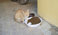 ‘길고양이 급식’ 캣맘 살해 협박까지… 도 넘어선 혐오