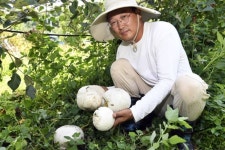 축구공만 한 ‘댕구알버섯’ 남원지역 과수원서 잇달아 발견돼 ‘눈길’