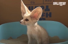 경기도의 한 공장에 갑자기 출몰한 사막여우…‘너는 어디서 왔니?’