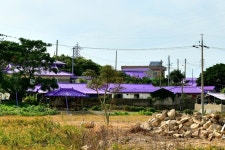 ‘I PURPLE YOU’… 천사대교 건너 만나는 보라세상 신안 퍼플섬 트레킹 [최현태 기자의 여행홀릭]