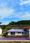 ‘I PURPLE YOU’… 천사대교 건너 만나는 보라세상 신안 퍼플섬 트레킹 [최현태 기자의 여행홀릭]