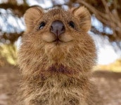 멸종 위기 가장 행복한 동물 쿼카 암컷 7마리 호주 동물원서 폐사