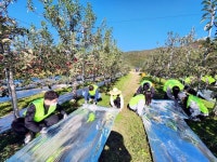 농협, 전국 각지에서 농가 일손돕기 앞장서