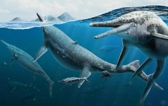 반세기 미스터리 풀렸다...美 네바다주 어룡 무덤 아닌 번식지