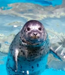 [포토] 롯데월드 아쿠아리움, 계묘년 첫 새 식구 아기 참물범 탄생