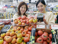 농협유통, 봄을 알리는 대저 짭짤이 토마토 첫 출하