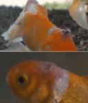 금붕어 ‘휠체어’ 태우고, 종양 수술…‘물고기 수의사’ 수산질병관리사의 하루