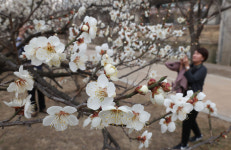 [포토] 포근한 날씨에 매화 만개
