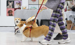 ‘반려동물 전용’ 붙여 가격 뻥튀기… 반려인 울리는 ‘펫 택스’