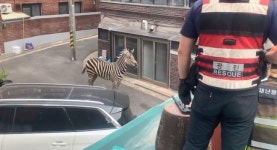 대낮 광진구 자양동 주택가에 얼룩말 1마리 활보… 서울어린이대공원서 탈출