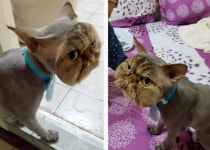 미용실서 얼굴 빼고 삭발 ‘봉변’…웃픈 中 고양이 ‘화제’