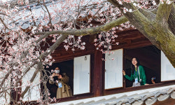 덕수궁 살구나무 활짝