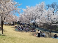 완연한 봄나들이는 강원도로…한적한 ‘봄꽃 맛집’으로 오세요