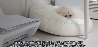 200만 유튜버도 당했다...루퐁이네, 전세사기 고백