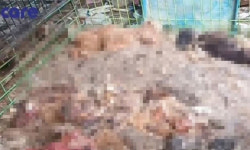 반려동물 1200여마리 굶겨 죽인 60대 ‘징역 3년’...동물학대 범죄 관련 법정 최고형