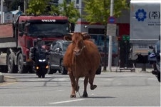 ‘육우용 소’의 반란…도축장 뛰쳐나와 도심 질주했다