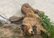 20년 갇혀 산 암사자 사순이…숲에서 1시간 앉아있다 하늘로 [사건수첩]