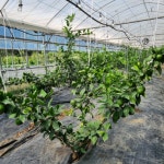 충북 옥천군, 아열대 작물 재배에 도전한다